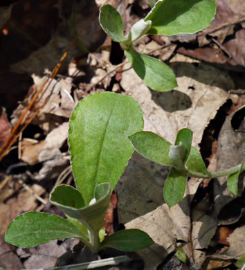 image of Antennaria solitaria, Solitary Pussytoes, Southern Singlehead Pussytoes