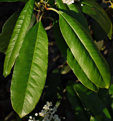 image of Photinia serratifolia, Taiwanese Redtip