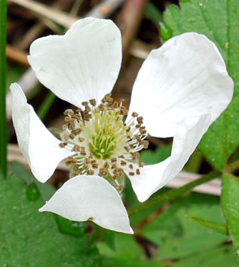 image of Fragaria virginiana, Wild Strawberry