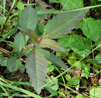 image of Lycopus virginicus, Virginia Bugleweed, Virginia water horehound