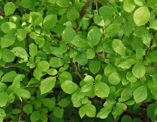 image of Styrax americanus var. americanus, American Storax, American Snowbell