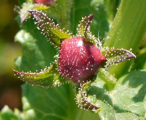 image of Verbascum blattaria, Moth Mullein