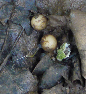 image of Ficaria verna ssp. verna, Fig Buttercup, Lesser Celandine, Pilewort