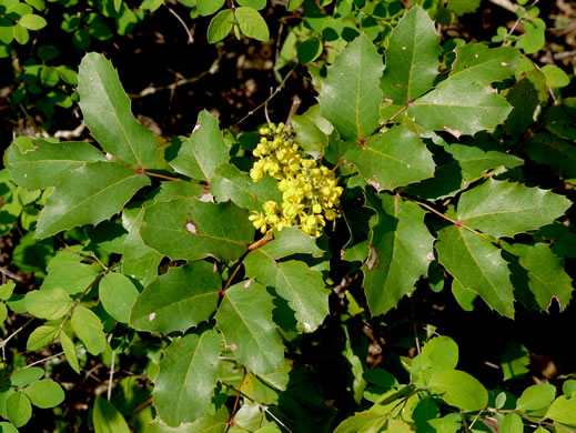 image of Mahonia repens, Creeping Oregon-grape