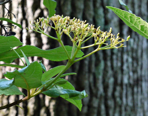 image of Viburnum nudum, Southern Wild Raisin, Possumhaw, Swamp Viburnum, Swamp-haw