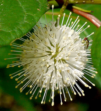 Buttonbush