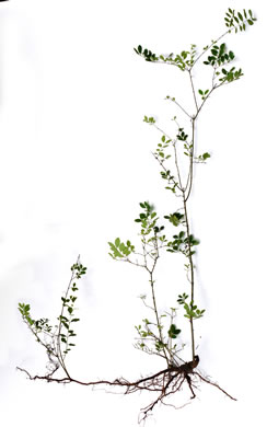 image of Ligustrum sinense, Chinese Privet, "privy hedge"