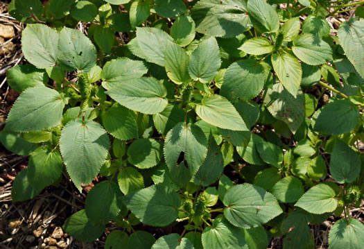 image of Acalypha ostryifolia, Pineland Threeseed Mercury, Hophornbeam Copperleaf, Roughpod Copperleaf