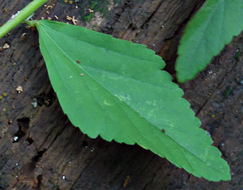 image of Sida rhombifolia var. rhombifolia, Arrowleaf Sida, Diamondleaf Fanpetal, Cuban Jute