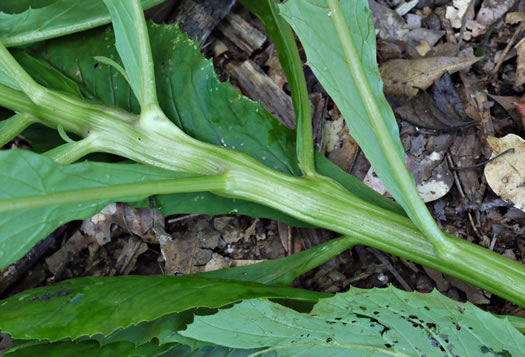 image of Erechtites hieraciifolius, Fireweed, American Burnweed, Pilewort