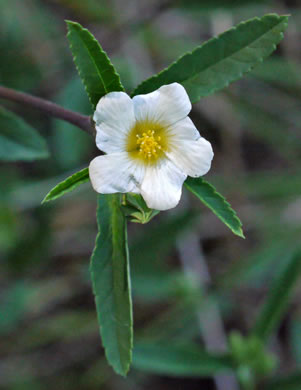 image of Sida rhombifolia var. rhombifolia, Arrowleaf Sida, Diamondleaf Fanpetal, Cuban Jute