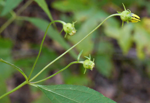 image of Helianthus microcephalus, Small Wood Sunflower, Small-headed Sunflower