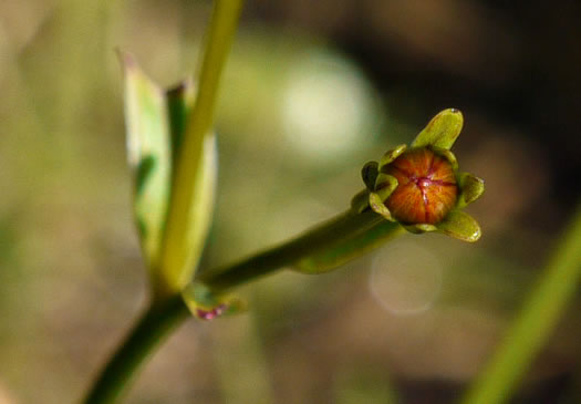 image of Coreopsis gladiata, Swamp Coreopsis, Swamp Tickseed, Seepage Coreopsis, Coastal Plain Tickseed