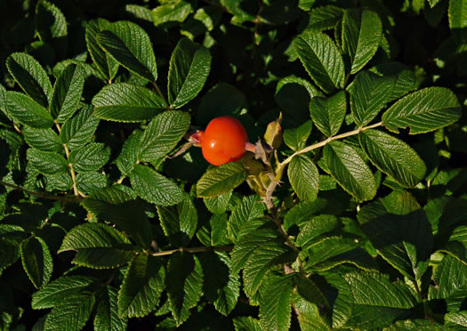 image of Rosa rugosa, Japanese Rose, Rugosa Rose, Beach Rose