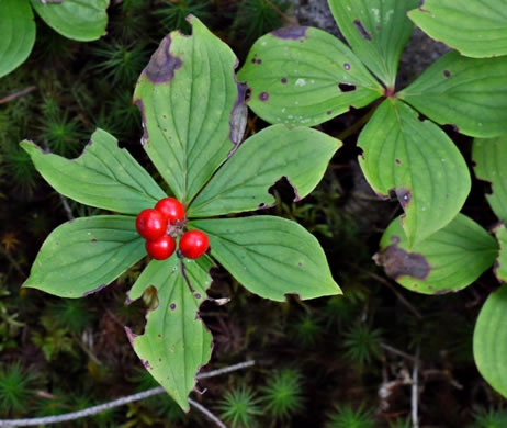 image of Chamaepericlymenum canadense, Bunchberry, Dwarf Dogwood, Dwarf Cornel