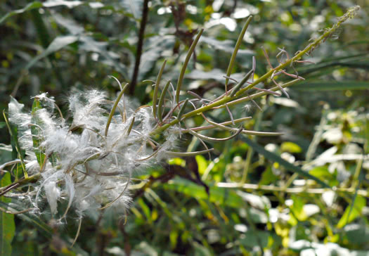 image of Chamaenerion angustifolium ssp. circumvagum, Great Willowherb, Fireweed