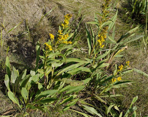 image of Solidago sempervirens, Northern Seaside Goldenrod