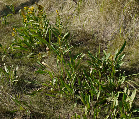 image of Solidago sempervirens, Northern Seaside Goldenrod