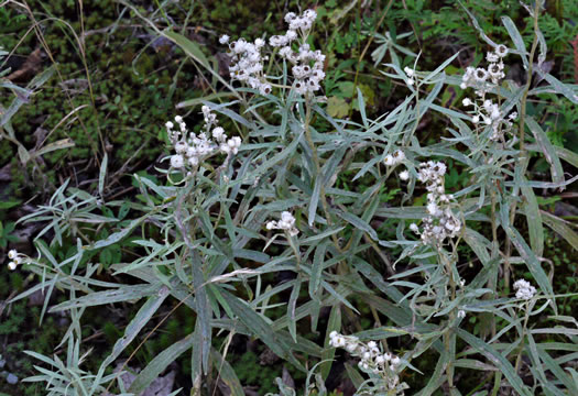 image of Anaphalis margaritacea, Pearly-everlasting