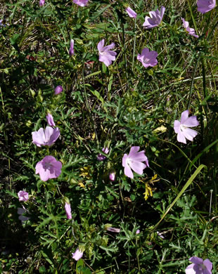 image of Malva moschata, Marsh Mallow, Musk Mallow, Rose Mallow