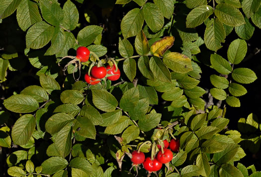 image of Rosa rugosa, Japanese Rose, Rugosa Rose, Beach Rose