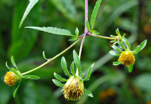 image of Bidens frondosa, Devil's Beggarticks, Annual Beggarticks