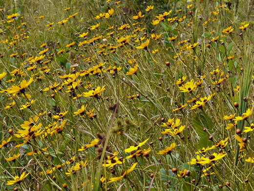 image of Coreopsis gladiata, Swamp Coreopsis, Swamp Tickseed, Seepage Coreopsis, Coastal Plain Tickseed