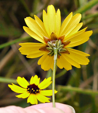 image of Coreopsis gladiata, Swamp Coreopsis, Swamp Tickseed, Seepage Coreopsis, Coastal Plain Tickseed