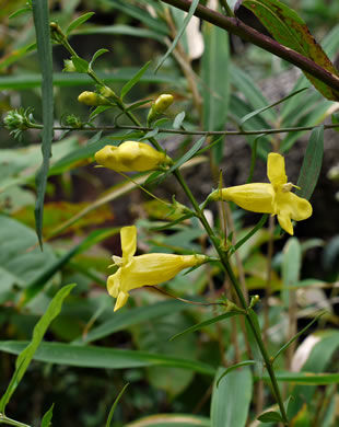 image of Aureolaria levigata, Appalachian Oak-leach, Smooth False Foxglove, Entireleaf Yellow False Foxglove