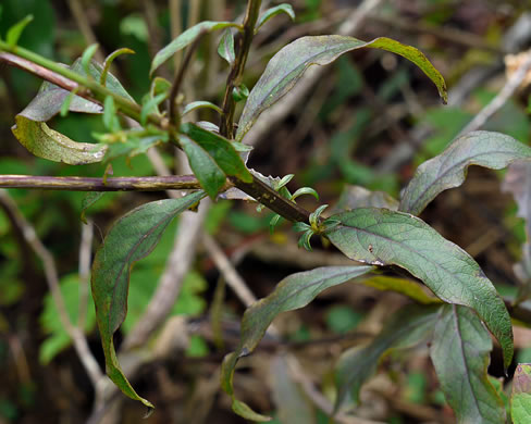 image of Aureolaria levigata, Appalachian Oak-leach, Smooth False Foxglove, Entireleaf Yellow False Foxglove