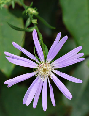 image of Symphyotrichum retroflexum, Curtis's Aster, Rigid Whitetop Aster