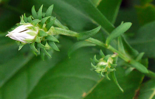 image of Symphyotrichum retroflexum, Curtis's Aster, Rigid Whitetop Aster