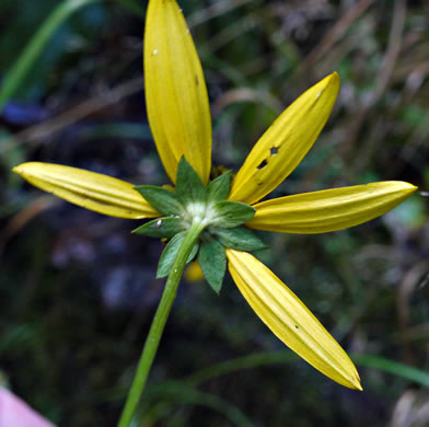 image of Rudbeckia laciniata var. humilis, Blue Ridge Cutleaf Coneflower