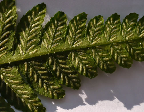 image of Deparia acrostichoides, Silvery Glade Fern, Silvery Spleenwort