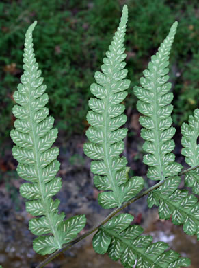 image of Deparia acrostichoides, Silvery Glade Fern, Silvery Spleenwort