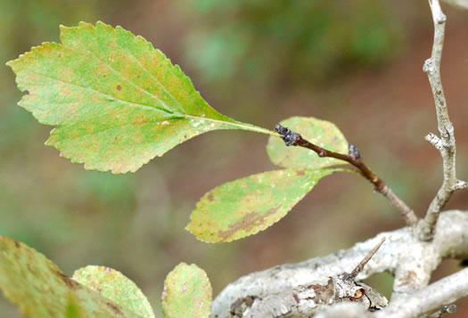 image of Crataegus lancei, Lance’s Hawthorn