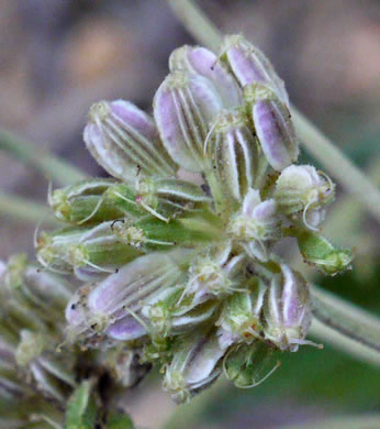 image of Angelica venenosa, Hairy Angelica, Downy Angelica, Deadly Angelica, Woodland Angelica