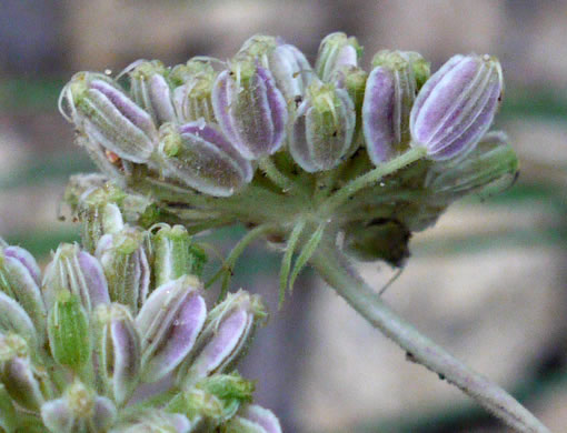 image of Angelica venenosa, Hairy Angelica, Downy Angelica, Deadly Angelica, Woodland Angelica