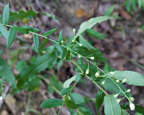 image of Symphyotrichum undulatum, Wavyleaf Aster