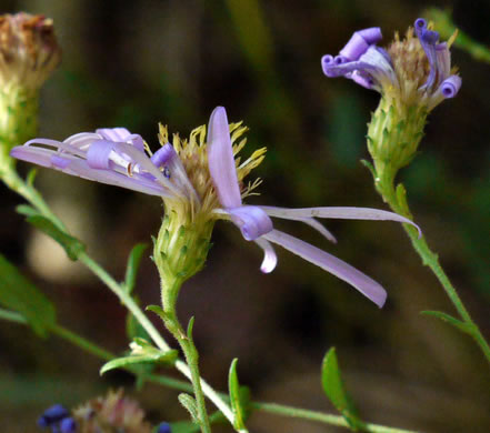 Symphyotrichum patens var. patens, Late Purple Aster, Common Clasping Aster, Late Blue Aster, Skydrop Aster