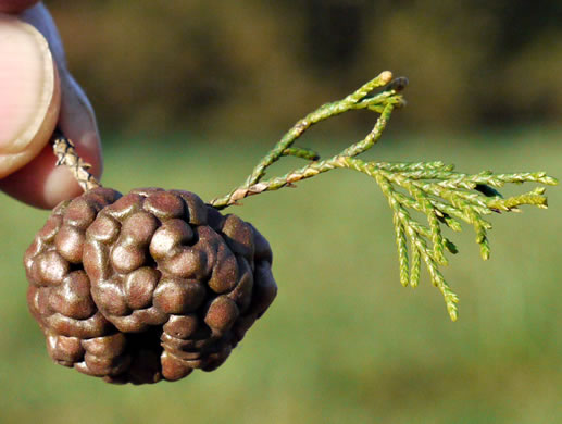 image of Juniperus virginiana, Eastern Red Cedar