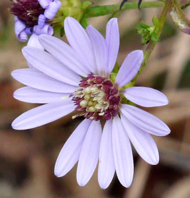 image of Symphyotrichum retroflexum, Curtis's Aster, Rigid Whitetop Aster