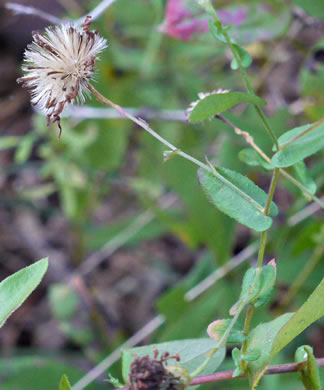 image of Symphyotrichum patens var. patens, Late Purple Aster, Common Clasping Aster, Late Blue Aster, Skydrop Aster