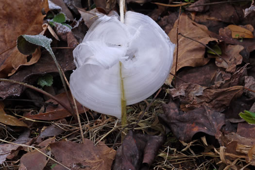 image of Verbesina virginica var. virginica, White Crownbeard, Common Frostweed, White Wingstem, Virginia Wingstem