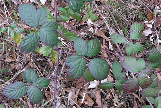 image of Rubus bifrons, European Blackberry, Himalayan Blackberry, Himalaya-berry