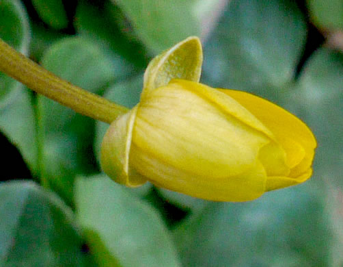 image of Ficaria verna ssp. calthifolia, Fig Buttercup, Lesser Celandine, Pilewort