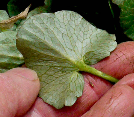 image of Ficaria verna ssp. calthifolia, Fig Buttercup, Lesser Celandine, Pilewort