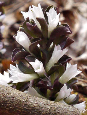 image of Obolaria virginica, Pennywort, Virginia Pennywort