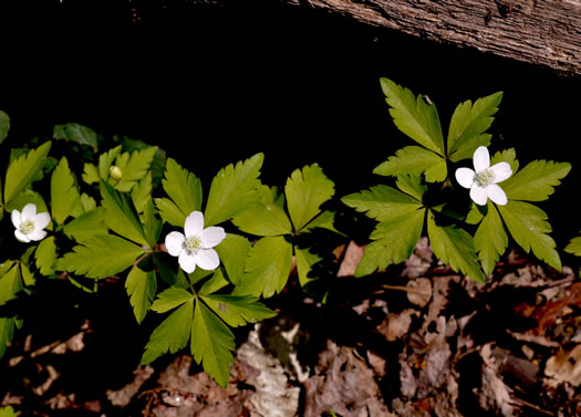 image of Anemone quinquefolia, Wood Anemone