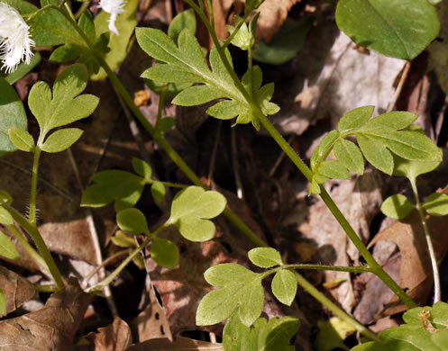 image of Phacelia fimbriata, Fringed Phacelia, Blue Ridge Phacelia